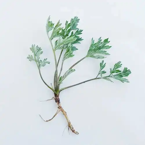 春日野菜清明做青团,端午可驱虫的艾草青
