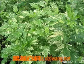艾叶的用途
