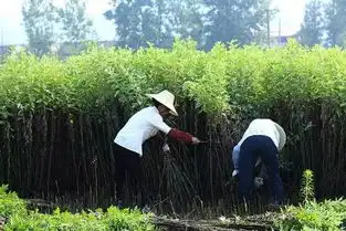 冬病夏治,传承3000年的古法艾绒坐垫腰靠肚兜肚脐贴,坐着就能驱寒活血补气

