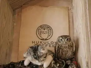 猫头鹰用母爱温暖小猫咪那些匪夷所思的动物奇缘
