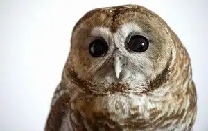 斑点猫头鹰
