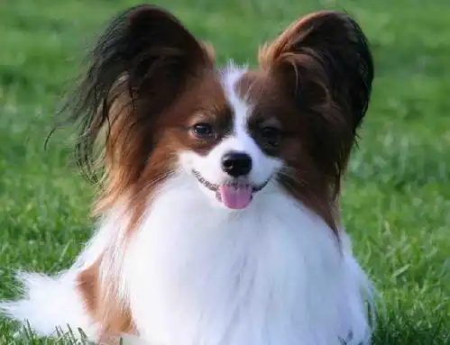 最不爱叫的5种狗狗,罗威纳蝴蝶犬榜上有名,有你家狗狗吗

