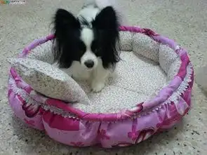 给蝴蝶犬洗澡要注意什么哪些情况不能给狗狗洗澡
