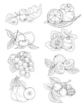 手绘猕猴桃插画
