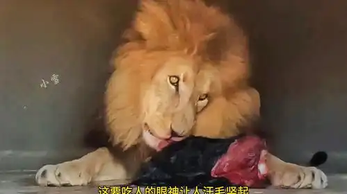 发怒的雄狮太可怕了

