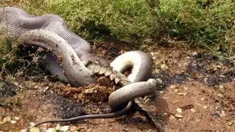 巨蟒饥不择食勒死鳄鱼后整条吞下
