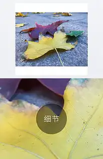彩色枫叶图片素材彩色枫叶图片素材下载彩色枫叶背景素材彩色枫叶模板下载我图网
