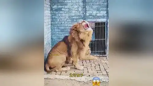 发怒的雄狮太可怕了
