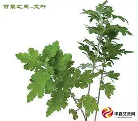 无烟艾条批发,无烟艾灸条批发首选华夏艾灸网
