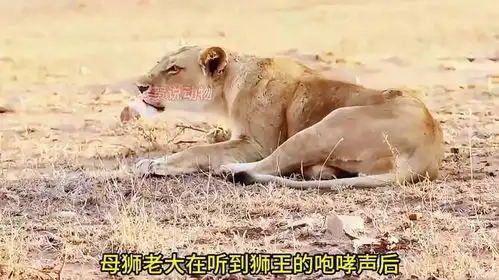 狮王看到4头外来狮子来犯,为了安全,狮王带领狮群转移
