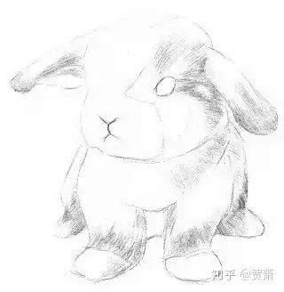 小兔子素描教程
