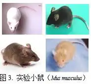 科学家为何给老鼠立纪念碑
