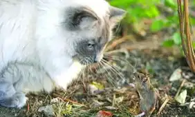 小老鼠勇斗大家猫
