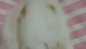 小奶兔睡觉,饼干变成兔饼..
