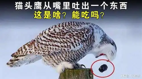猫头鹰从嘴里吐出一个东西,这是啥能吃吗

