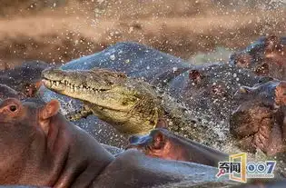 凶猛的鳄鱼简笔画怎么画,怎么画鳄鱼

