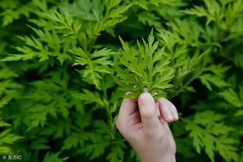 这4种药食两用的野草秋天吃最好没种的农民现在上山采还来得及
