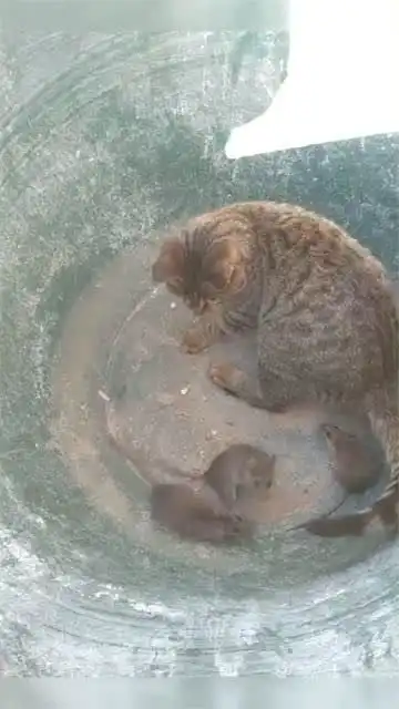 猫咪小老鼠,感动不小老鼠不敢动
