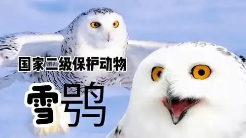 猫头鹰中最可爱的的雪鸮到底有多可爱

