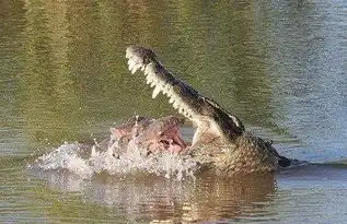 游客肆意挑逗鳄鱼险被鳄鱼生吞泄愤
