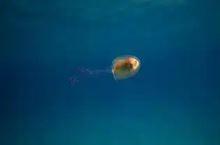 小鱼被水母包裹在腹中
