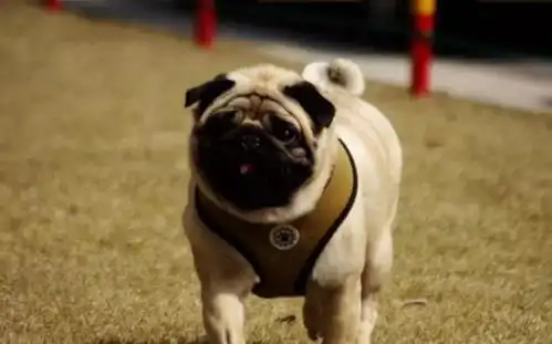 最笨的5种狗狗,巴哥犬上榜,第二种出门玩时能把主人认错了
