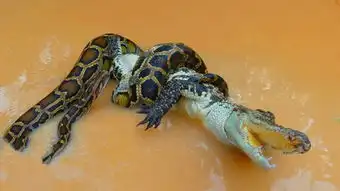 巨蟒2
