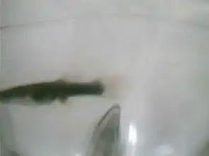 孔雀鱼是不是要生小鱼了
