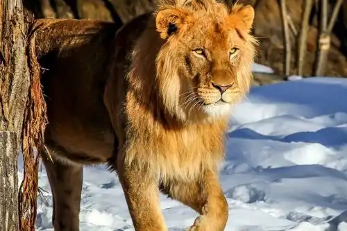 狮子是猫科动物吗

