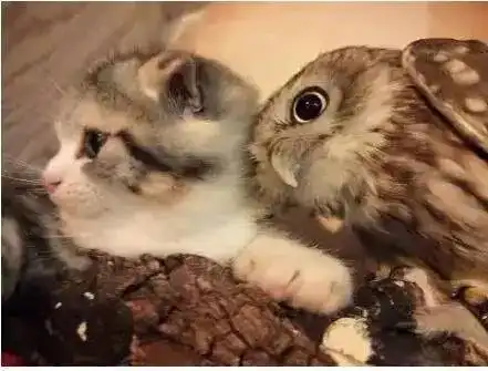 小猫咪和猫头鹰在一起是怎样的感觉,萌出一脸血....
