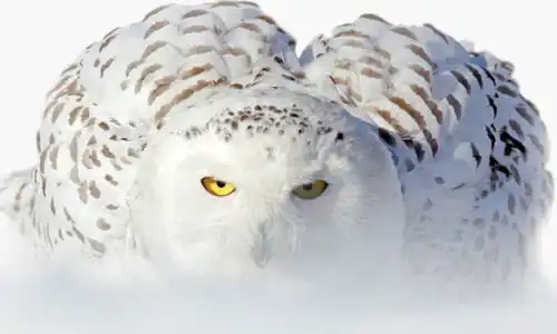 你知道白色猫头鹰吗摄影师拍到罕见白色猫头鹰,酷似凡间精灵
