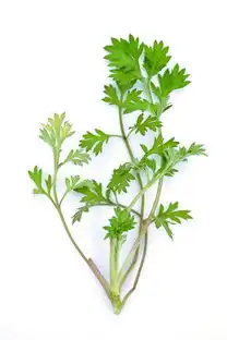 春季野菜正当食,最全的野菜大全送给你
