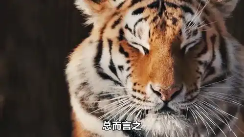狮子vs老虎
