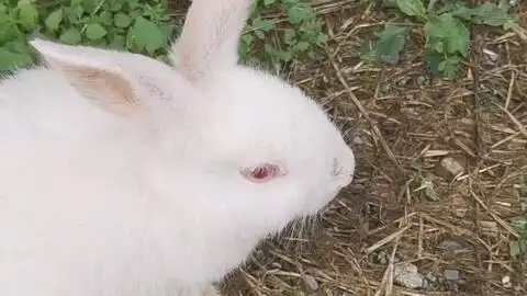 小奶兔第一次体验草地
