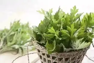 春天里,遍地都有的这种草原来这么厉害能把恶寒湿气病毒统统扫除
