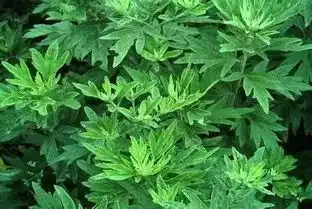 偏方厉害了艾叶艾叶泡脚功非小补祛除颈肩腰腿痛
