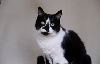 现实版猫和老鼠老鼠戏弄猫咪后逃走
