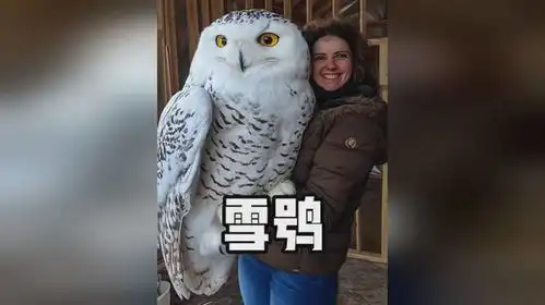 可爱呆萌的雪鸮,是体型最大的猫头鹰之一
