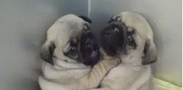 纯种血统巴哥宝贝,价格给一半就行,纯种健康颜色全
