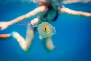 一周外媒动物图片精选
