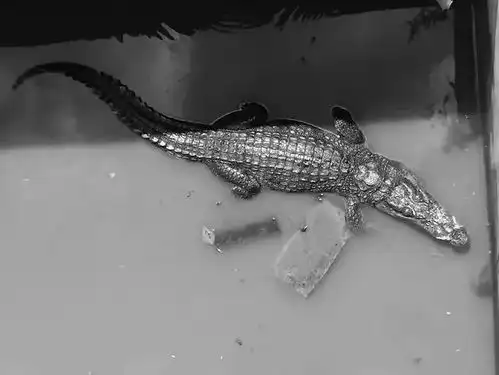 合肥天鹅湖鳄鱼照片曝光,106名城管正在抓捕它,亲历者讲述遭遇过程
