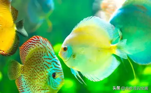 可爱小鱼动画教程今日头条
