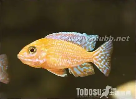 鱼生卵要多久出小鱼
