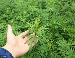 艾草不止是美食,还是天然植物染料

