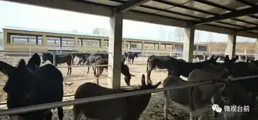 真热闹台前引进100头小毛驴竟是为了......

