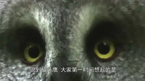 猫头鹰死之前会吐出毛毛球网友不死也照样吐
