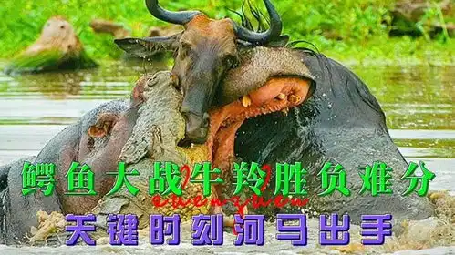 鳄鱼咬住牛羚的腿不肯松口,关键时刻河马现身,大战鳄鱼救下牛羚
