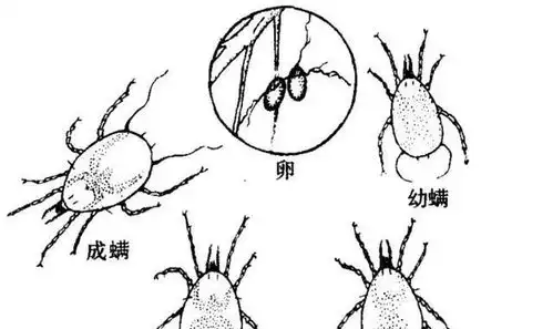 晒被子后有太阳味,其实是螨虫的尸体味科学家太阳的功劳
