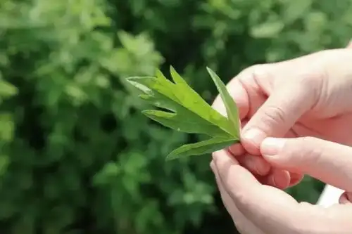 世纪罕见悄悄告诉你端午的正确打开方式
