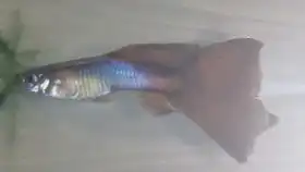又迎来一批新的蓝色孔雀小鱼
